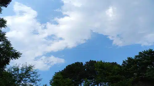 Blue sky and clouds above a line of trees
