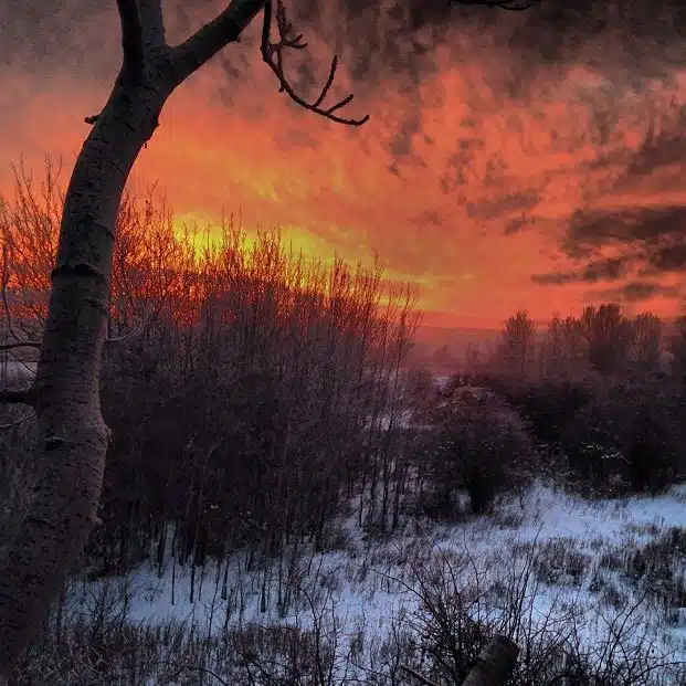 Winter sunset over a snowy field and bare trees