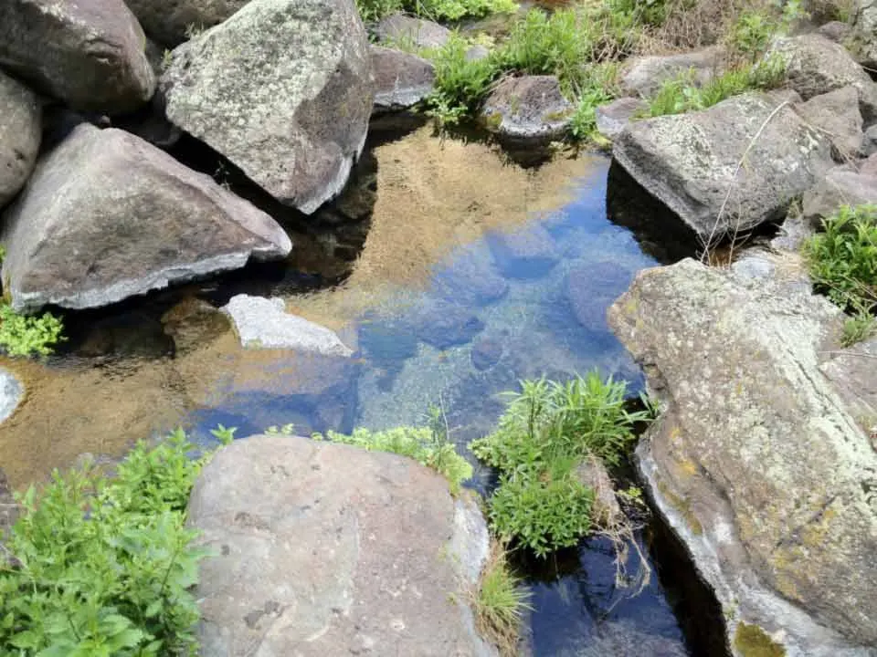 Rocky stream with clear water and green plants