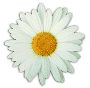 Daisy -Extraordinary Nurse