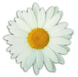 White daisy with a yellow centre, emblem of the DAISY Award