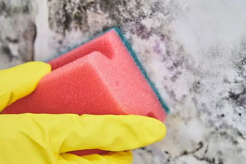 Gloved hand with a sponge cleaning mould from a wall