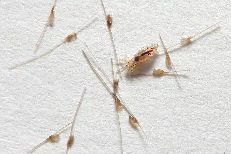 Several ticks scattered on a white surface